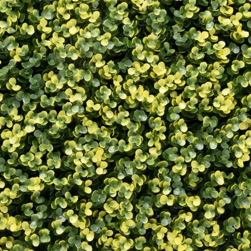 Zöldfal - Luxbux (buxus hatás, sűrű és látványos) 50x50cm műsövény