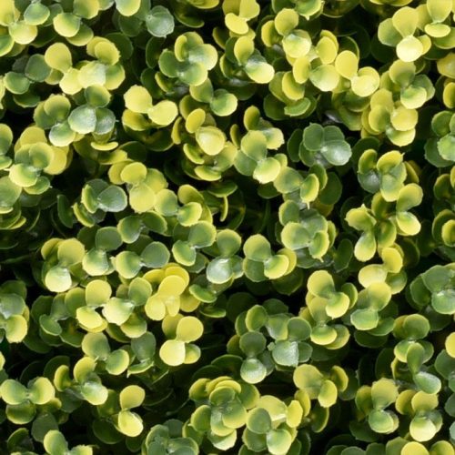 Zöldfal - Luxbux (buxus hatás, sűrű és látványos) 50x50cm műsövény