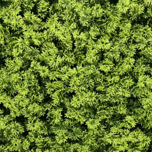 Zöldfal - Mosselle (moha-hatás, puha, természetes érzet) 50x50cm műsövény