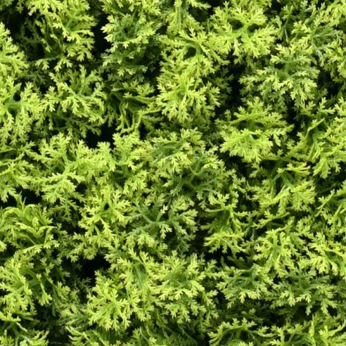 Zöldfal - Mosselle (moha-hatás, puha, természetes érzet) 50x50cm műsövény